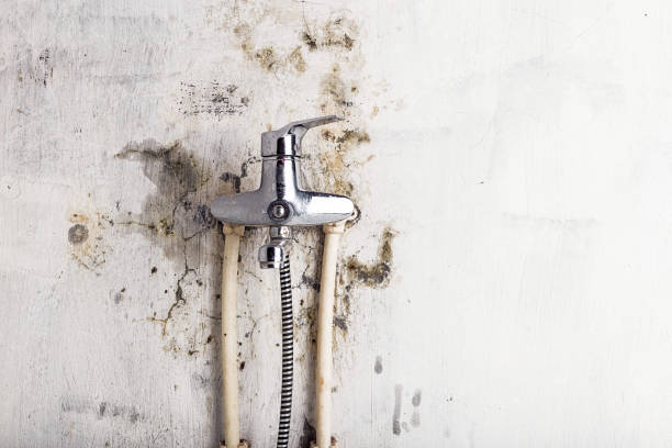 Best HVAC Mold Remediation in Llington, MI
