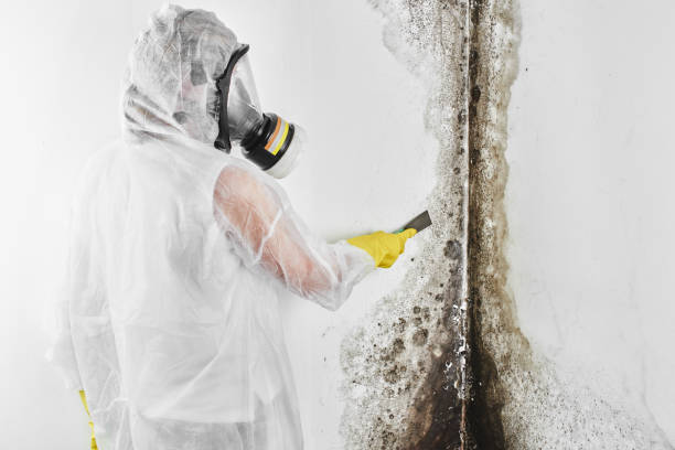 Best Residential Mold Remediation in Llington, MI