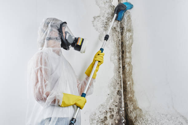 Best Industrial Mold Remediation in Llington, MI