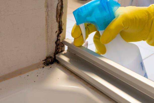 Best Attic Mold Remediation in Llington, MI