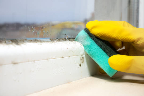 Best DIY Mold Remediation Support Services in Llington, MI