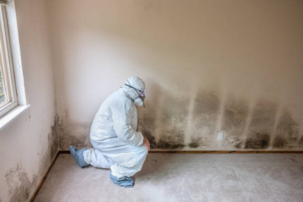 Best Emergency Mold Remediation in Llington, MI