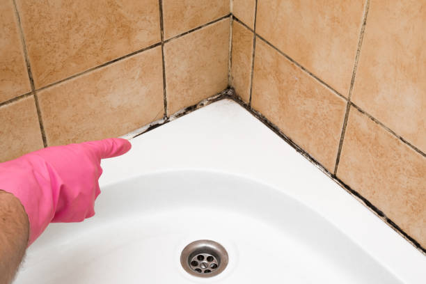 Best Kitchen Mold Remediation in Llington, MI